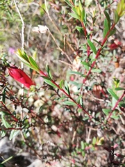 Darwinia hypericifolia