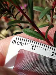 Darwinia hypericifolia