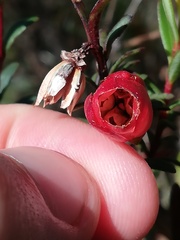 Darwinia hypericifolia