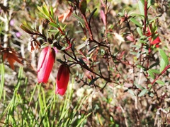 Darwinia hypericifolia