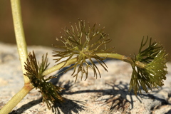 Ranunculus circinatus