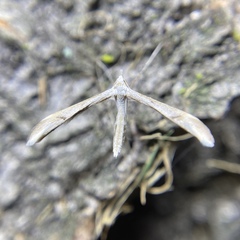 Platyptilia celidotus