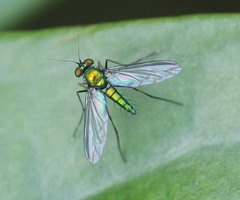 Chrysosoma leucopogon