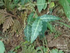 Gardneria multiflora