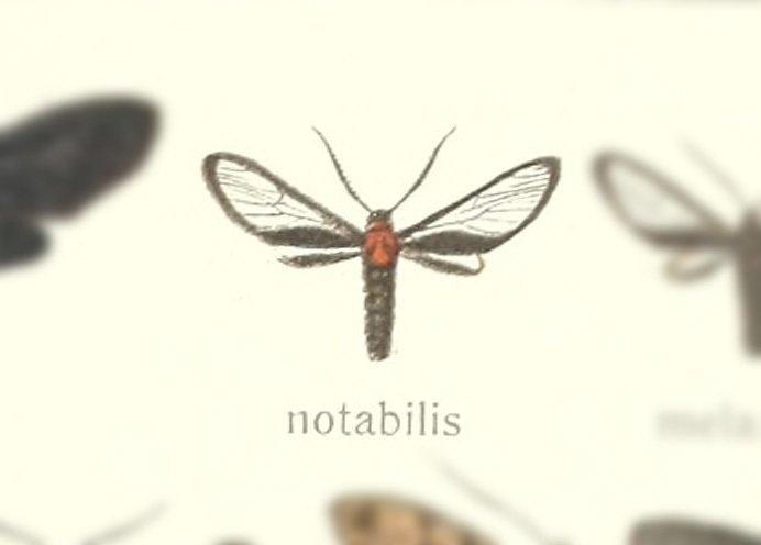 Methysia notabilis