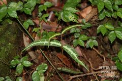 Gardneria multiflora