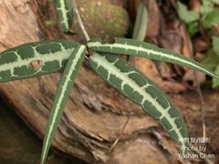 Gardneria multiflora