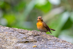 Cyornis whitei