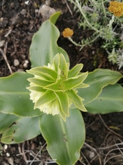 Eucomis autumnalis clavata