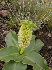 Eucomis autumnalis clavata