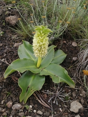 Eucomis autumnalis clavata