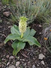 Eucomis autumnalis clavata