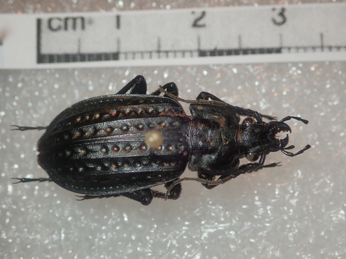 Carabus clatratus
