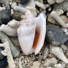 Euprotomus aurisdianae