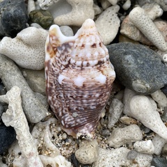 Euprotomus aurisdianae