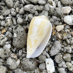 Conus omaria