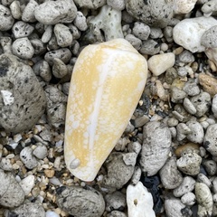 Conus omaria