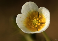 Ranunculus circinatus
