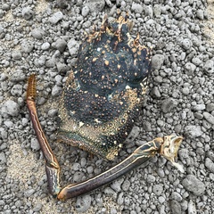 Panulirus penicillatus