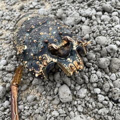 Panulirus penicillatus