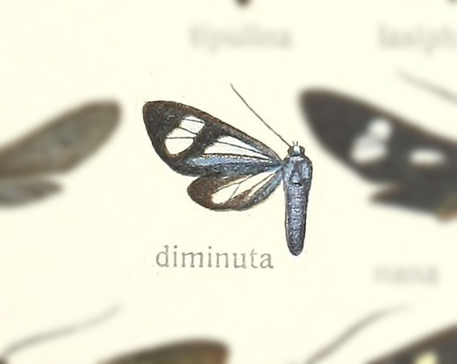 Micragyrta diminuta