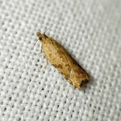 Constrictana constrictana