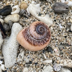 Cyclophorus turgidus