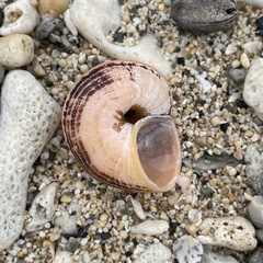 Cyclophorus turgidus