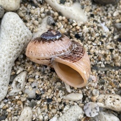 Cyclophorus turgidus