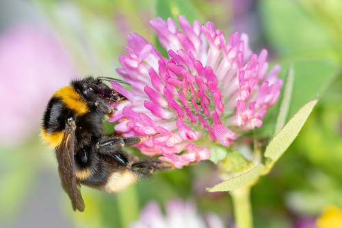 Large Garden Bumble Bee