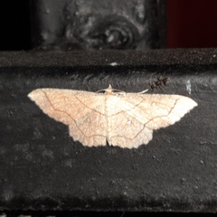 Cyclophora coecaria