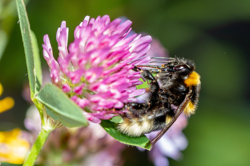 Large Garden Bumble Bee