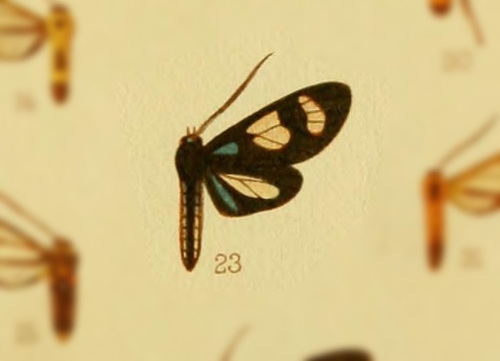 Mimagyrta abdominalis