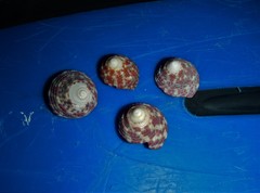 Trochus radiatus