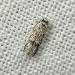 Oxythecta