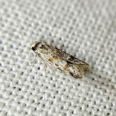 Oxythecta