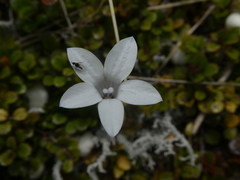 Wahlenbergia albomarginata