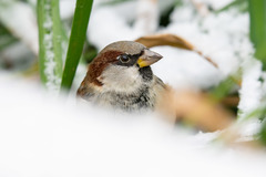 Passer domesticus