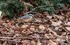 Sitta europaea