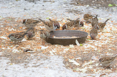 Passer montanus