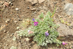 Oxytropis pumilio