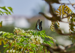 Graphium doson eleius