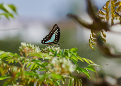 Graphium doson eleius