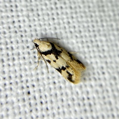 Sympoecila