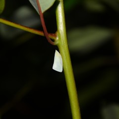 Colgaroides acuminata