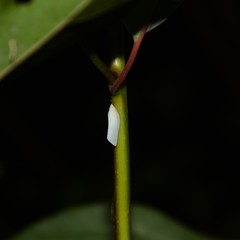 Colgaroides acuminata