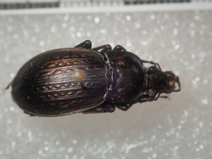 Carabus vagans