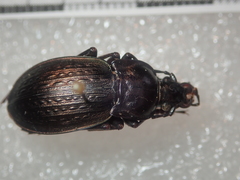 Carabus vagans