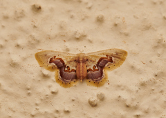 Idaea gemmaria