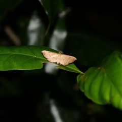 Hypolamprus ypsilon